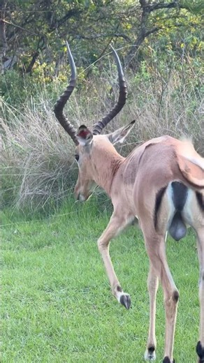 Impala - African wild animals #shortsafrica #impala #wildlife