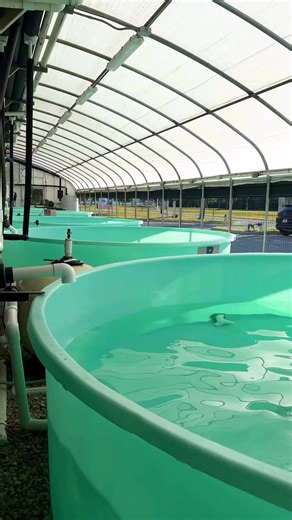 Good News Friday! 🩵🌟Mote recently rescued, rehabilitated and released two sea turtles — Josephine and Lucy. Josephine, a juvenile Kemp’s Ridley, was admitted to Mote’s Sea Turtle Rehabilitation Hospital this summer after being found floating upside down along the surf line at Caspersen Beach in Venice, with fishing line entangled around her left front flipper. Lucy, an adult Loggerhead, was admitted this fall after being hooked by a fisherman off Anna Maria Island the previous day. Upon intake