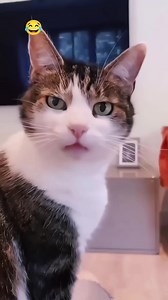 4.6M views · 75K reactions | funny cat  #funny #viral #trending | sweet_suvopriti | Facebook