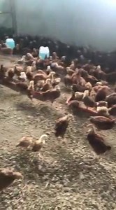2.7K views · 89 reactions | RIR and PBR chicks bound to SATELLITE BREEDING FARM of DV BOER FARM | Dv Boer | Facebook