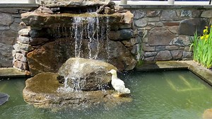 50K views · 3.7K reactions | Sonny and Cher seem to be enjoying their new home. Too cute!!!! | Lisa Robertson | Facebook