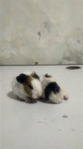 how to raise guinea pigs until they give birth