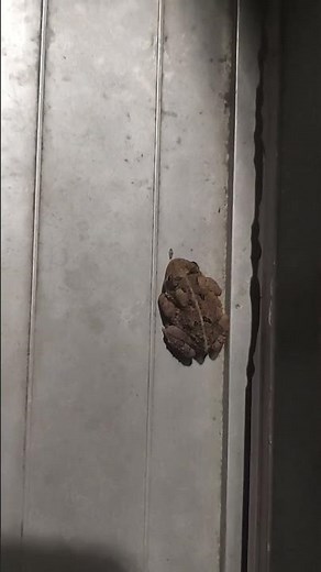 how to split an adam