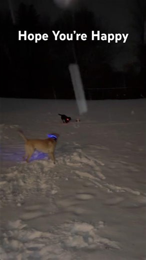 Be Happy #dog #funny #funnydog #cute #funnysong