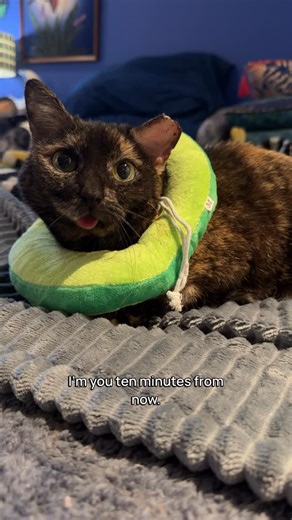 Gremlin & Company | @CatLadyTails on Instagram: "Gremlin’s taking recovery great, lots of resting and naps and cuddles. Hoping this ear heals beautifully so we can take the cone off sooner rather than later. 🤗 ​ ​* Gremlin had ear-tip surgery to remove a possibly cancerous growth * ​ ​#catladytails #catswiththeirtonguesout #catcollar #tortiecats"