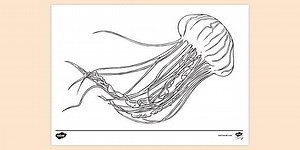 Jellyfish Colouring Sheet
