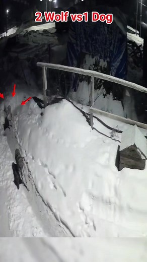 111K views · 583 reactions | "A pack of wolves targets a young,...