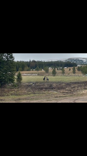 The lodge opens for the season today! Stop in and see us otherwise the moose get upset. #moose #summer | Wyoming High Country Lodge