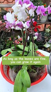 How to treat orchids with root rot? #gardening #garden #gardeningtips #gardenlife #gardeninspiration #gardenideas #gardenlove #gardendesign #gardeningcommunity #gardenloversclub #gardenaddict #gardeners #gardenerslife | Seed to Flower
