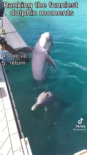 Ranking the best dolphin moments