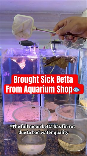 🛑Brought Sick Bettas 😲🐟 #shorts#fish#aquariumfish#tips#tank #bettafish#viral#aquarium#bettafish