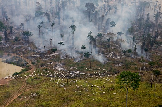 Élevage et déforestation, quel est le lien ?