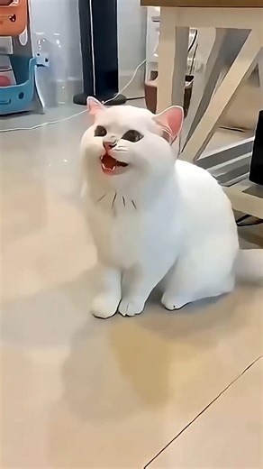 Anak Kucing Lucu Melompat 😍🐱