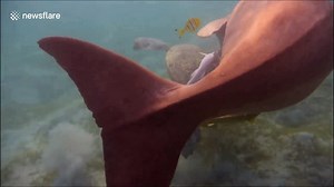 Dugong launches attack on sea turtle