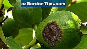 Informações sobre o cultivo de Amorphophallus Konjac 🌱 Dicas Jardineiros - Pt.ezGardenTips.com