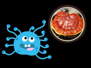 गैनोडर्मा के 11 फायदे और इस्तेमाल करने का तरीका