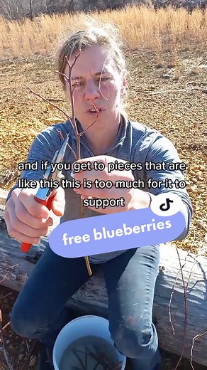 Propagating Blueberry Plants from Cuttings