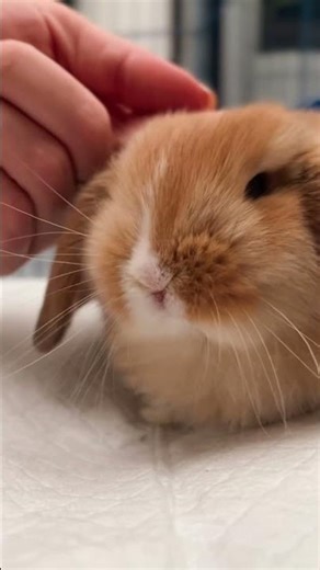 How to train a bunny 🥹🐰 #bunny #freeroamrabbit