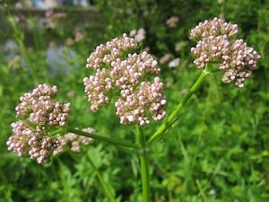 How to Grow Valerian Flowering Herb - Gardening Channel