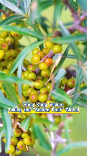 1.2M views · 3.1K reactions | Hong Kong Vision: Taking the "Sacred...