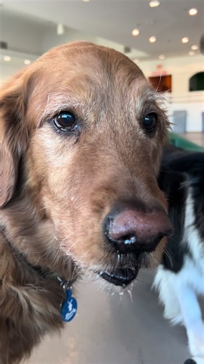 Hamilton_n_Lafayette on TikTok