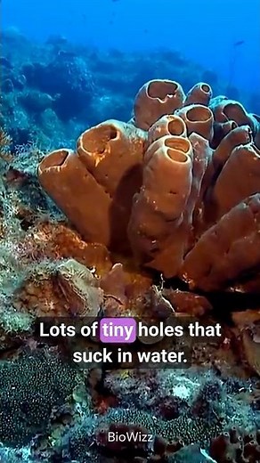 SpongeBob’s Real Cousins 🧽 Porifera Facts