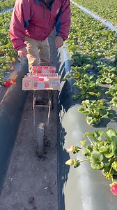 42K views · 690 reactions | “Piscando” fresa en Santa María California!️ saludos! 酪 | Adan Mendoza | Facebook