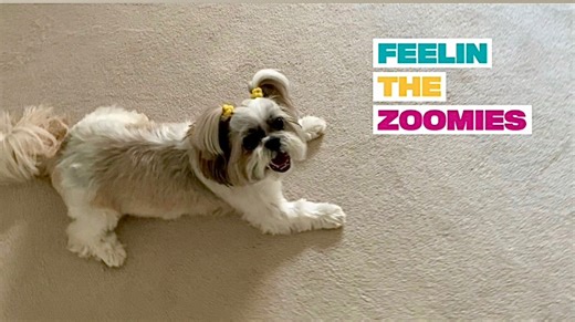 It’s Flashback Friday! 👏🏻 Time to zoom 💨 through the weekend like a rocket! 🚀 My sister cat Lexi is staying out of my way! 🤣 🐾 🐾 🐾 🐾 #shihtzu #bluepersian #dogvideos #flashback #zoomies | Lacey Shih Tzu