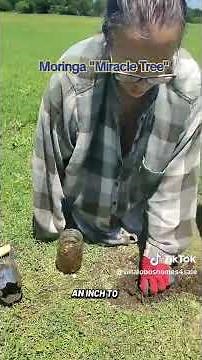 How to Plant Moringa Seeds #moringa #moringaplant #moringaseeds #moringaoleifera #garden