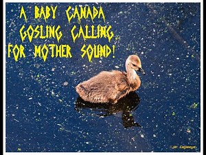 A baby Canada Goose (Gosling) calling for mother sound!