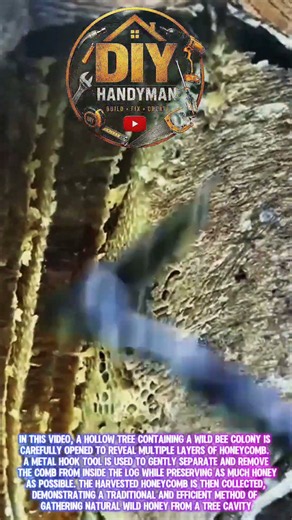 Amazing Wild Honey Harvest From a Tree Log! Traditional Beekeeping Technique