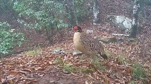 Infrared cameras have captured rare footage of the yellow-bellied tragopan in Lingchuan County, south China's Guangxi Zhuang Autonomous Region. With only about 4,000 left globally, the first-class protected species - known as the "giant panda of birds" - is gradually recovering thanks to tech-driven monitoring and ongoing field research. #ChinaBiodiversity #PlanetMatters | CGTN Global Watch