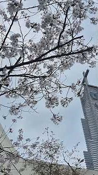 마태 수난곡ㆍ주여, 저를 불쌍히 여기소서ㆍMatthäus-Passion Erbarme dichㆍJulia HamariㆍOtto BüchnerㆍJohann Sebastian Bach