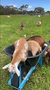 Tiny Goat Jumping Like a Baby Ninja 😍 | Cutest Goat Play Moments