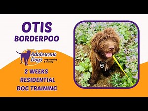 Otis the Borderpoo | 2 Weeks residential Dog Training