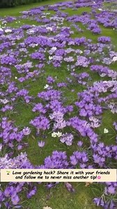 Now this is an efficient method!! . planted 8000 Crocuses! Crocus flowers, which are some of the earliest blooming bulbs, bring forth a delightful explosion of hues that signal the arrival of spring. These plants have natural defenses against deer and rabbits, and when they are planted in substantial groupings, they create an impressive exhibition of vibrant colors that beautifully captures the essence of the beginning of spring. #progardening #gardeninspiration #flowers #garden #plant #gardenin