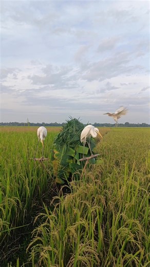 4.9K views | Learn new tricks to hunt birds by hiding in grass houses #BirdHuntingTricks #VillageHuntingSkills #Amazing #birdcatching | ইবাদুল ভাই | Facebook