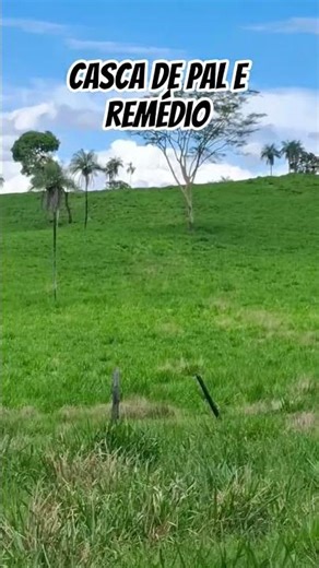 casca de pal e remédio #valdironoficial100 #cascadepal#remediosnaturales