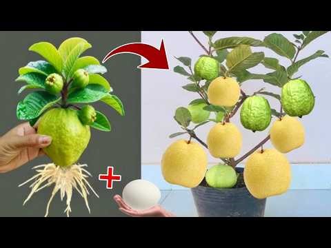 🔴LIVE: A Guide to Growing Mango, Apple, Guava in a Tree