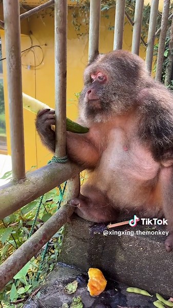 Xingxing: Adorable Finger Monkey Moments