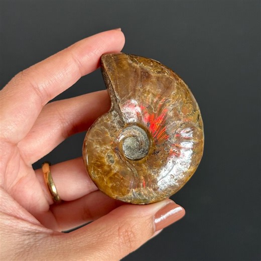 Natural Red Opalized Ammonite Shell Fossil - Etsy