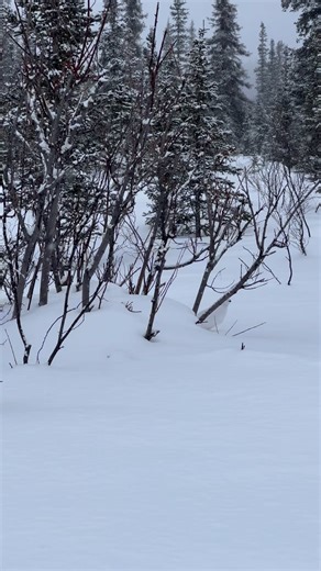 Snow chicken? Willow ptarmigans are wonderfully adapted to living in an arctic environment. They have “snowshoe” feet: completely feathered, oversized feet with long claws for gripping. To stay warm at night, they auger into the snow, making their own little igloo, with a breathing hole also serving as a periscope for their heads to check for intruders. They turn white in winter and switch to a mottled brown plumage in summer- perfect camouflage for the changing background. #ptarmigan #birds #wi