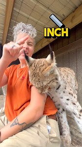 Did you know that the Eurasian lynx is the largest species of lynx? 🐈 They can grow up to 4 feet long and weigh up to 50 pounds! 💪 But here's something even weirder: the Eurasian lynx has the longest whiskers of any cat species. 😲 These whiskers can be up to 2 inches long, and help the lynx navigate through thick forests and detect prey. 🌲 And did you know that lynx are natural climbers? 🧗‍♀️ They have large paws and sharp claws that allow them to climb trees in search of food or to escape 