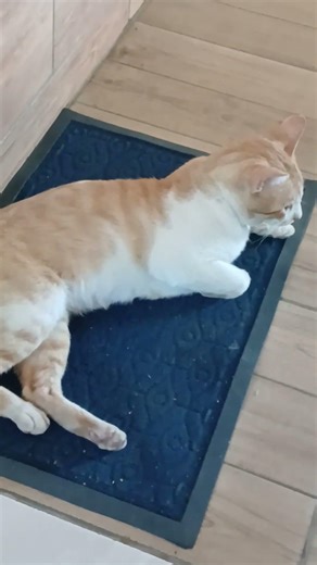 eu quero ir no carro do lixeiro 😂😂😂😂