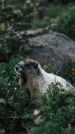 Epic Mount Rainier National Park Hike: Stunning Views Captured on Fujifilm GFX100s