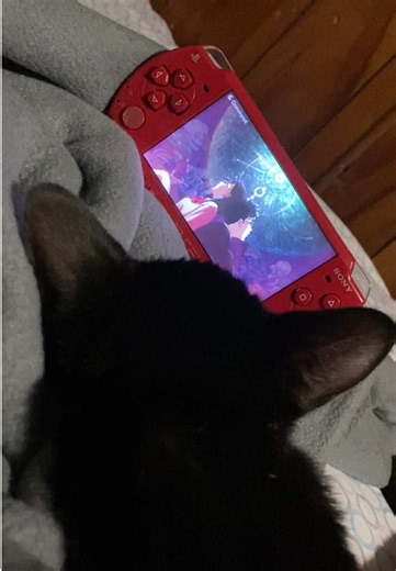 Relive your Treasured Memories with Kitty #dandadan #catsoftiktok #animeopening #kitten #momoayase