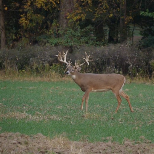 What's this giant whitetail score? 🦌🦌 Stay posted as we're hunting all weekend for him. | Genesis Whitetails