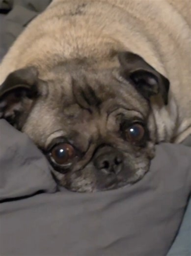 Poor Chloe hates it when Mama has to leave for work. I leave the tv on for her so she has something to watch. I wish I could take her with me #chloethepug #saddog #puglife #pug #pugsoftiktok