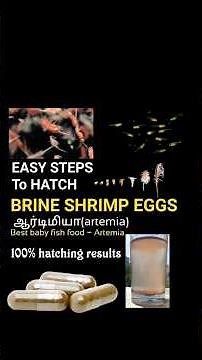 🐟 Hatch Brine Shrimp Easily at Home | Perfect Live Food for Baby Fish (Betta, Guppy, etc.)