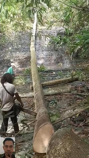 cutting down tree trunks that had fallen into the river ✅